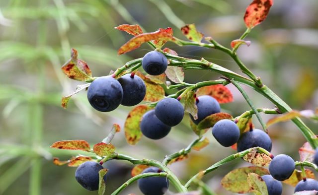 Where and how blueberries grow