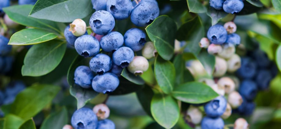 Where and how blueberries grow