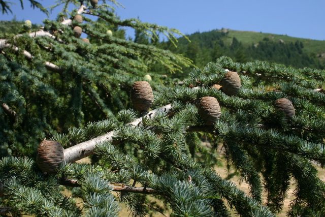 Where and on what tree do pine nuts grow?