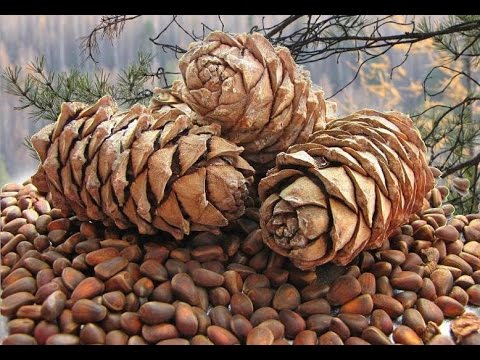 Where and on what tree do pine nuts grow?