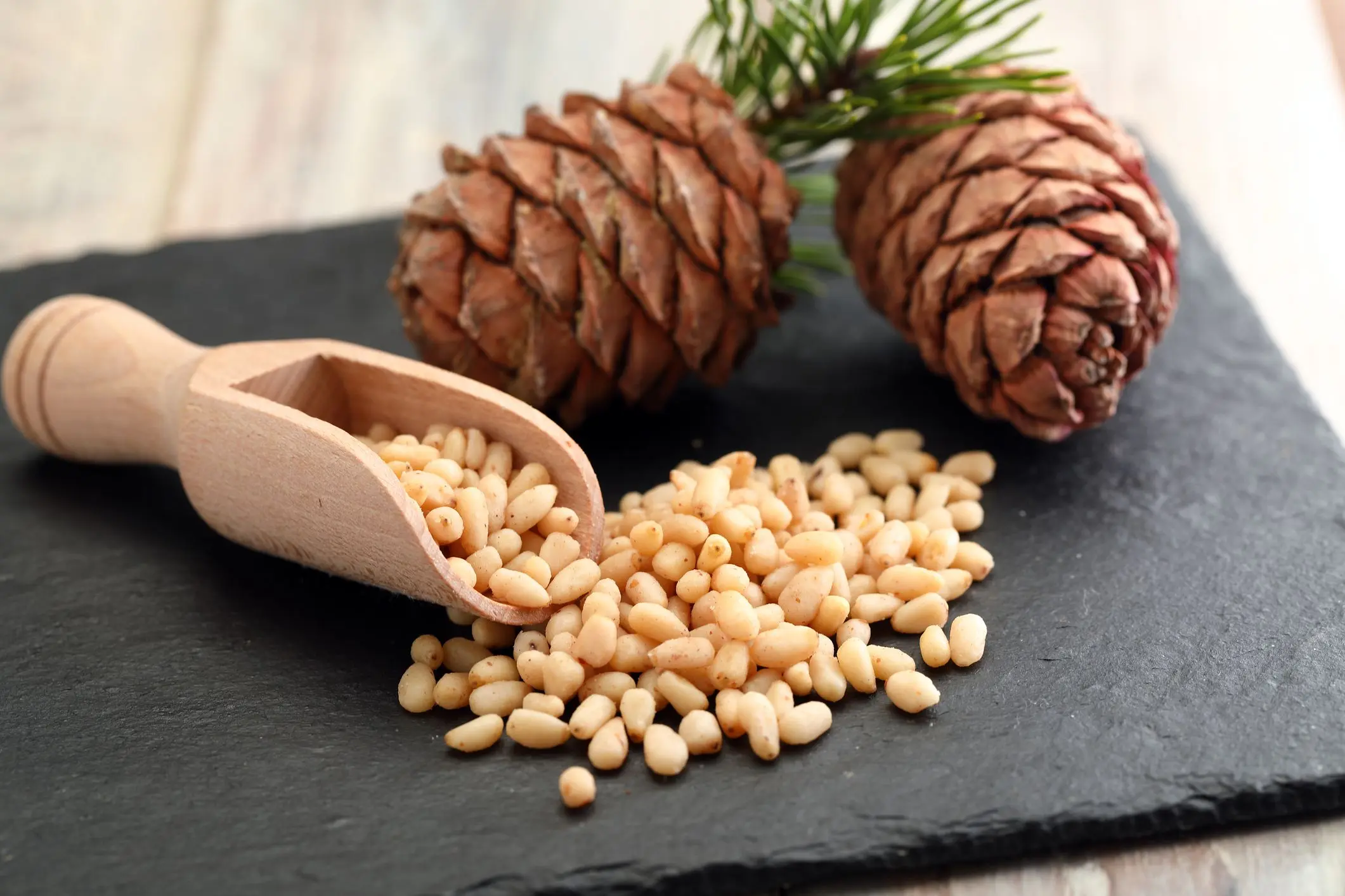 Where and on what tree do pine nuts grow?