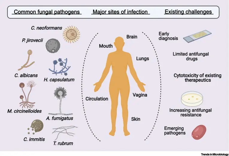 Where can you get infected with mycosis