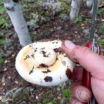 Where do mushrooms grow in the forest and how to look for them