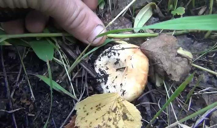 Where do mushrooms grow in the forest and how to look for them