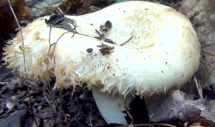 Where do mushrooms grow in the forest and how to look for them