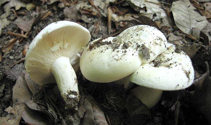 Where do mushrooms grow in the forest and how to look for them