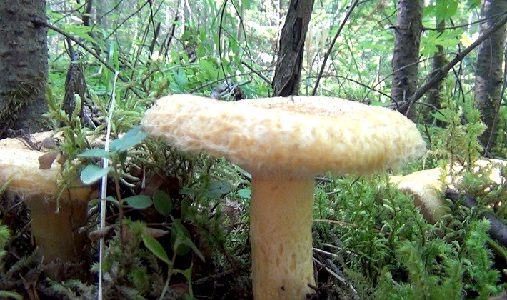 Where do mushrooms grow in the forest and how to look for them