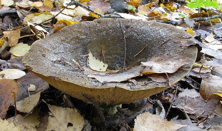 Where do mushrooms grow in the forest and how to look for them