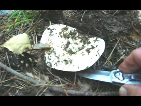 Where do mushrooms grow in the forest and how to look for them