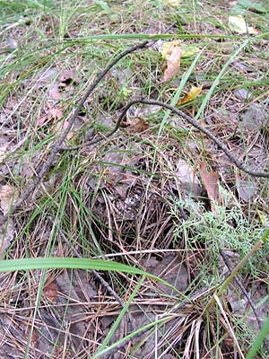 Where do mushrooms grow in the forest and how to look for them