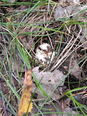 Where do mushrooms grow in the forest and how to look for them