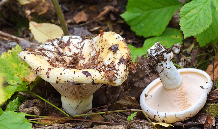 Where do mushrooms grow in the forest and how to look for them