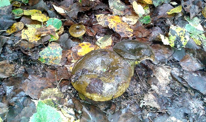 Where do mushrooms grow in the forest and how to look for them