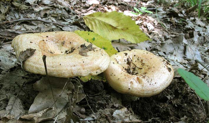 Where do mushrooms grow in the forest and how to look for them