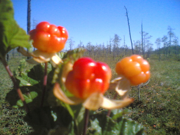 Where does cloudberry grow in Our Country