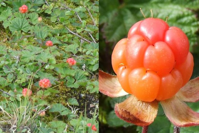 Where does cloudberry grow in Our Country