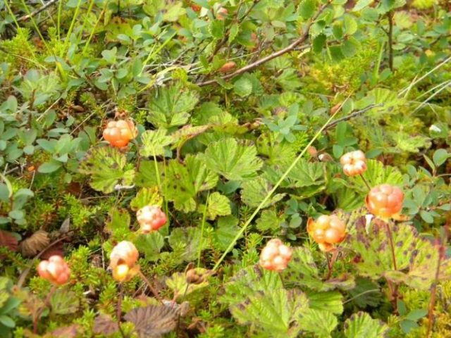 Where does cloudberry grow in Our Country