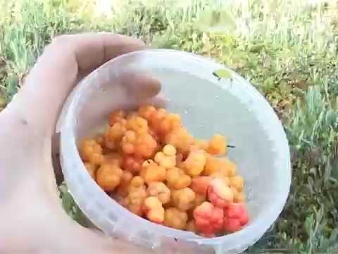 Where does cloudberry grow in Our Country