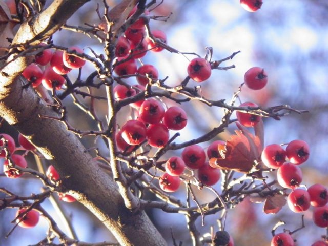 Where does hawthorn grow