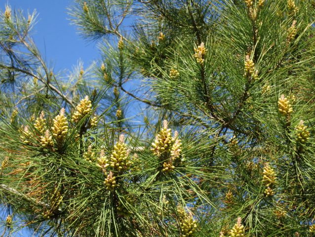 Where does Pitsunda pine grow and how to grow