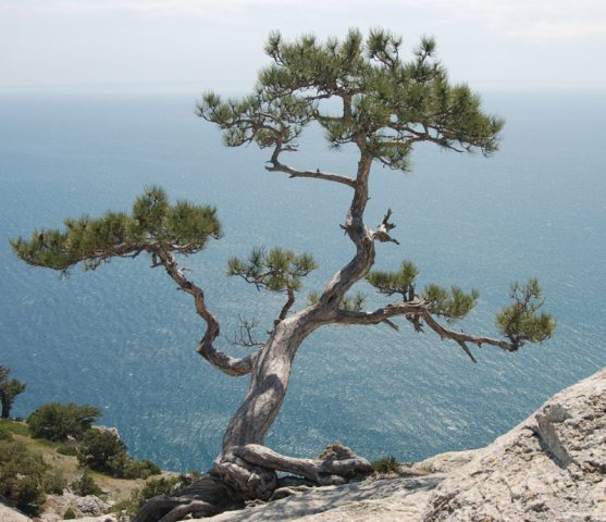 Where does Pitsunda pine grow and how to grow