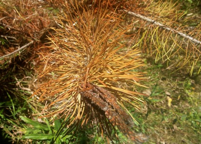 Where does Pitsunda pine grow and how to grow