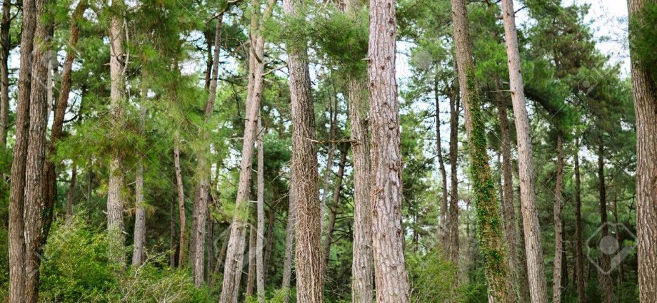 Where does Pitsunda pine grow and how to grow