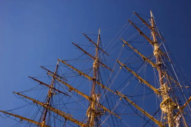 Where does the ship pine grow