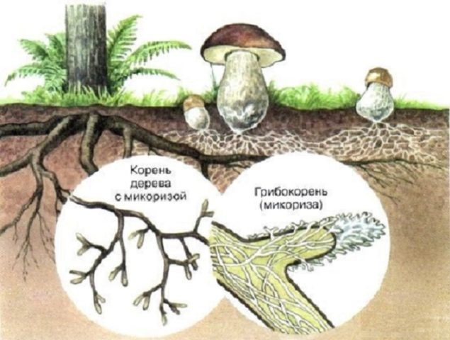 Where does the white mushroom grow: in what forests and under what trees