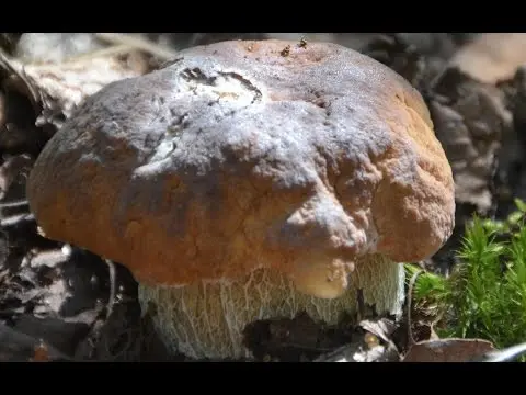 Where does the white mushroom grow: in what forests and under what trees