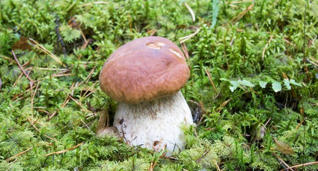 Where does the white mushroom grow: in what forests and under what trees