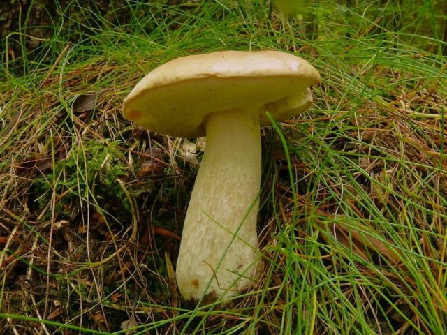 Where does the white mushroom grow: in what forests and under what trees