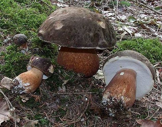 Where does the white mushroom grow: in what forests and under what trees