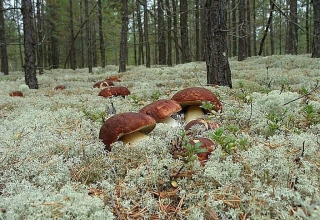 Where does the white mushroom grow: in what forests and under what trees