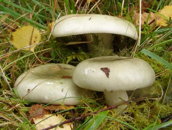 Where does the white mushroom grow: in what forests and under what trees