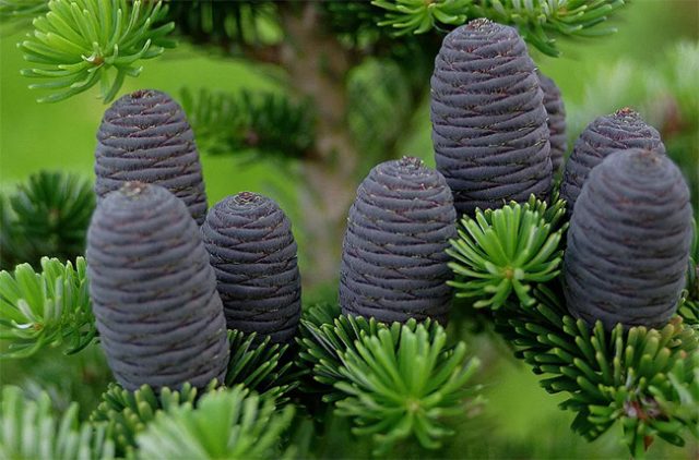 Where fir grows