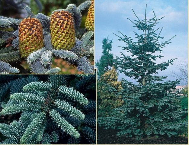 Where fir grows