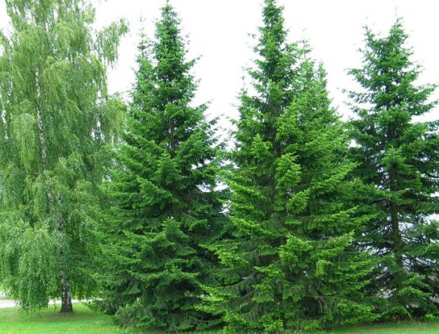 Where fir grows