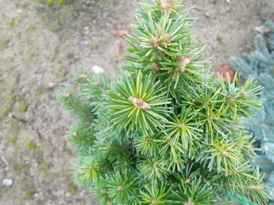 Where fir grows