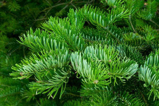 Where fir grows