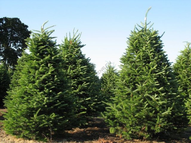 Where fir grows