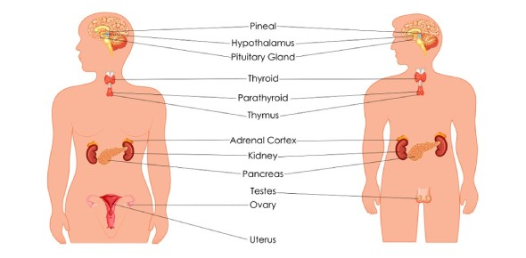 Where is the labyrinth in the human body? And the thymus? Anatomy quiz