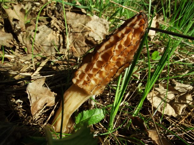 Where morels grow in the Moscow region: mushroom map