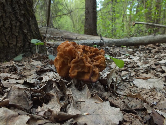 Where morels grow in the Moscow region: mushroom map