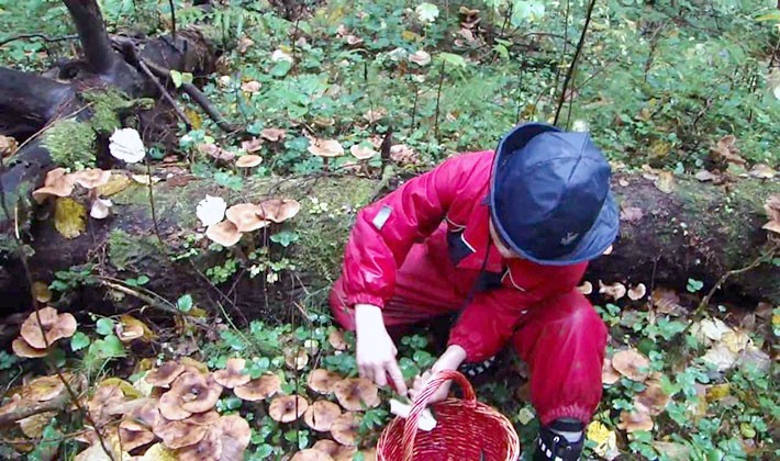 Where mushroom mushrooms grow: in what forests to look for them