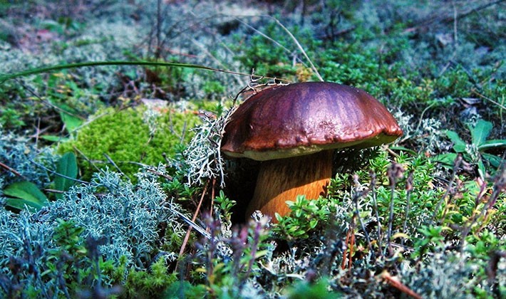 Where mushroom mushrooms grow: in what forests to look for them