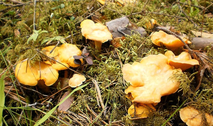 Where mushroom mushrooms grow: in what forests to look for them