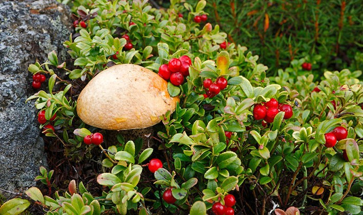 Where mushroom mushrooms grow: in what forests to look for them