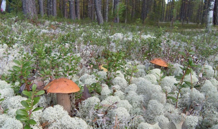 Where mushroom mushrooms grow: in what forests to look for them