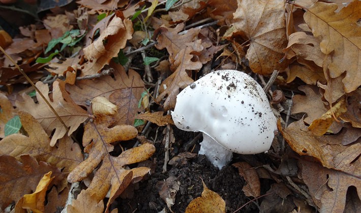 Where mushroom mushrooms grow: in what forests to look for them